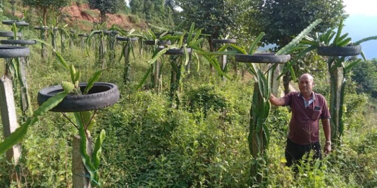 ‘ड्रागन फ्रुट’ बेचेर वार्षिक १५ लाख आर्जन