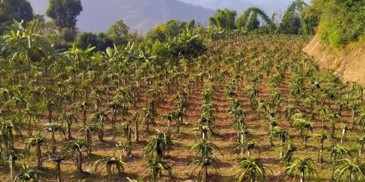 ‘ड्रागन फ्रुट बिक्री गर्न समस्या छैन’