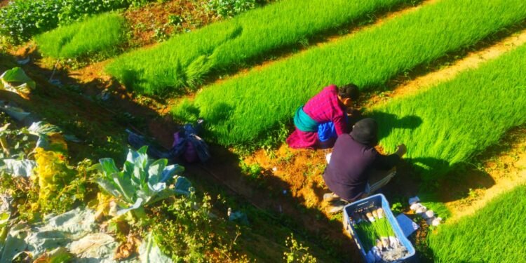 सागसब्जीका बेर्ना बेचेर वार्षिक २६ लाख आम्दानी