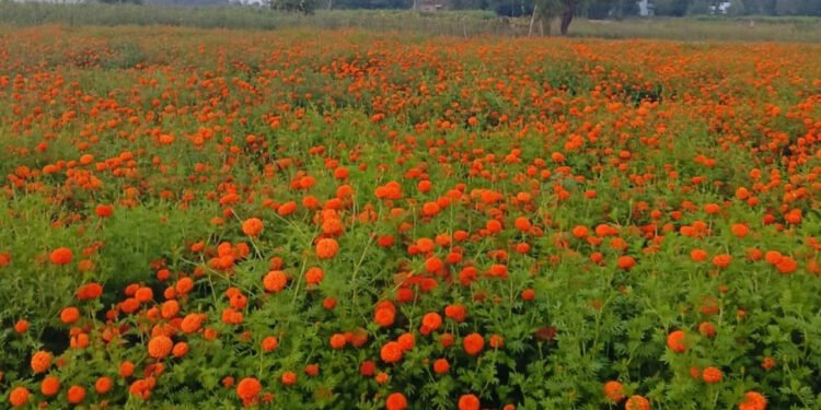 दशैं, तिहार र छठमा पाँच करोडको फूल किनबेच