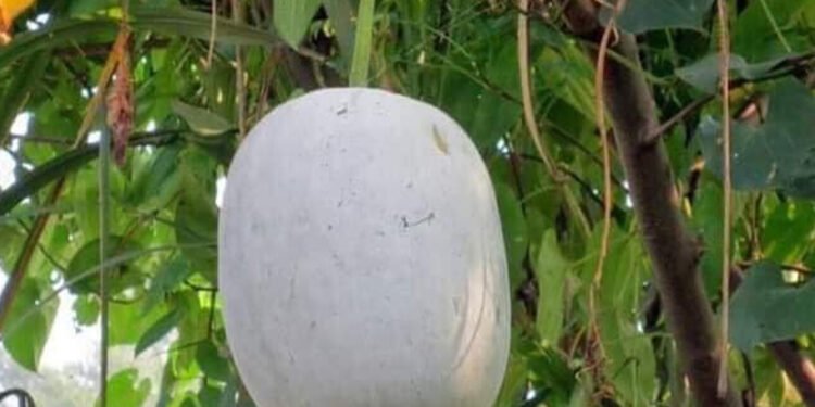 आज कुष्माण्ड नवमी