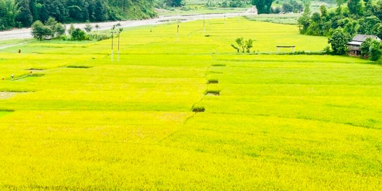 गुल्मीमा हिउँदे धान उत्पादन बढ्यो, बर्खे १४ प्रतिशतले न्यून