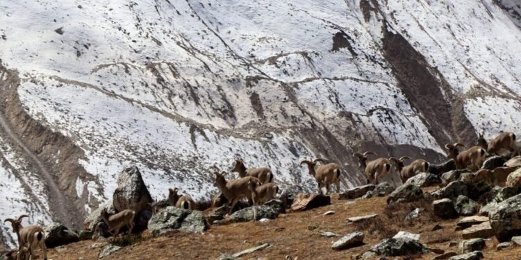 हिमाल जोगाउन पैरवी