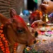 कात्तिक शुक्ल प्रतिपदाः गाई पूजा