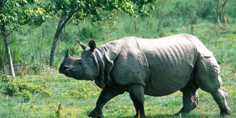 गैँडा स्थानान्तरणको सट्टा पाल्न माग