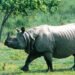 गैँडा स्थानान्तरणको सट्टा पाल्न माग