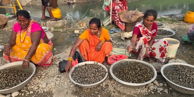 महिलाका लागि आम्दानीको आधार बन्दै घोँगी व्यापार