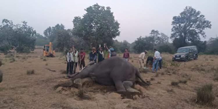 भारतको एकै राष्ट्रिय निकुञ्जमा तीन दिनभित्र मरे १० वटा हात्ती