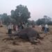 भारतको एकै राष्ट्रिय निकुञ्जमा तीन दिनभित्र मरे १० वटा हात्ती