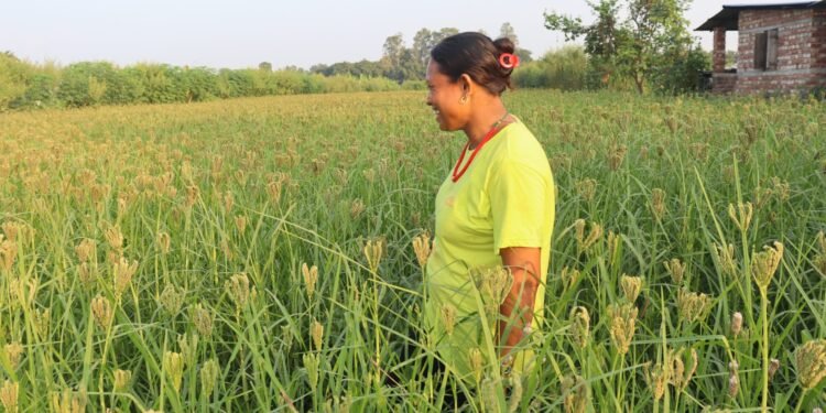 किसानले धान/मकै लगाउन छाडे, व्यावसायिक कोदोखेतीतर्फ आकर्षित हुँदै