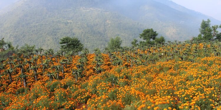 आँबुखैरेनीबाट ४ लाखबढीको फूल बिक्री