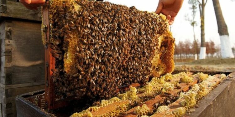 तेइस वर्षदेखि मौरीपालनमा थापा