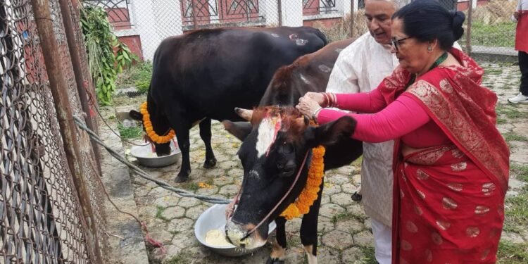 राष्ट्रपति पौडेलले गरे गाईपूजा
