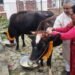 राष्ट्रपति पौडेलले गरे गाईपूजा