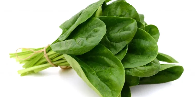 के पालकको तरकारीले हड्डीलाई फलामजस्तै बलियो बनाउछ ?