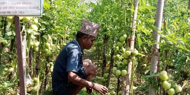 गाउँकै अगुवा किसान, गाउँले एफएम दाइ
