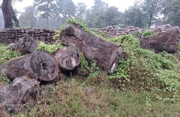 एक लाख पचास हजार क्यूफिट सालका काठ सड्दै