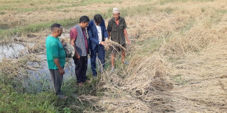 फेवाफाँटको जेठोबुढोमा गभारो : भित्राउने बेला धान न पराल