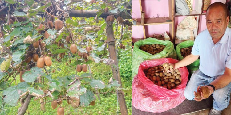 वडाको कामसँगै किबीखेतीमा व्यस्त वडाध्यक्ष थापा