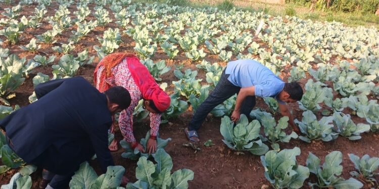 पाल्पा रामपुरको खेतबारीमा झुसिल्किराको प्रकोप