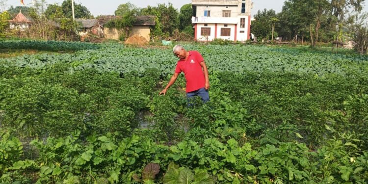 आम्दानीको स्रोत तरकारीखेती