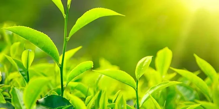 चिया निर्यात ६९ प्रतिशतले बढ्यो