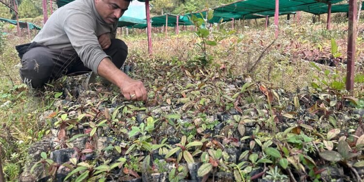 तीनजुरेमा २८ हजार गुराँसका बिरुवा हुर्काइँदै