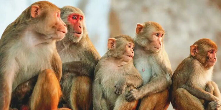 बाँदरले सुन्तला नष्ट गर्न थालेपछि कृषक चिन्तित