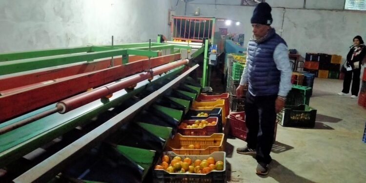 ५६ लाखको मेसिनबाट स्याङ्जामा सुन्तला ग्रेडिङ