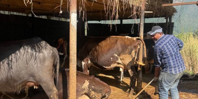 दूध बेचेर वार्षिक ३० लाख रुपैयाँ आम्दानी गर्दै बागलुङ-१४ का बस्नेत