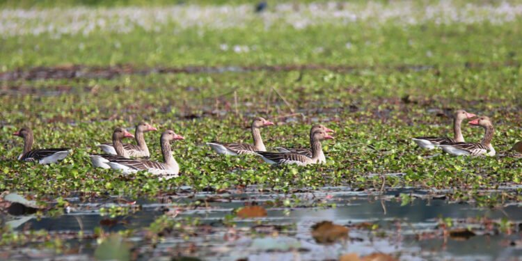 पुरैनीमा आइपुगे कलहाँस