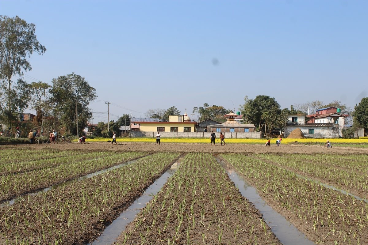 व्यावसायिक प्याज खेतीमा जुट्दै कावासोती–१५ गोडारका किसान