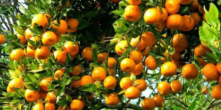 रामेछापको सुन्तलाले बजार पाएन