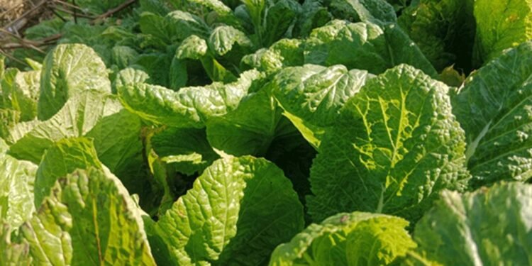 मायाको चिनो ‘रायो साग’