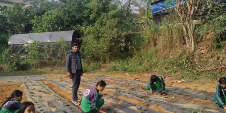 विद्यार्थीलाई आयआर्जनसँग जोड्न स्ट्रबेरी खेती