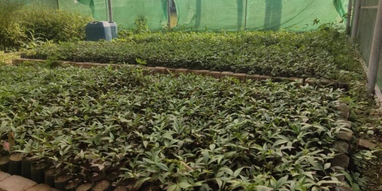 टिमुरका बिरुवा बेचेर वार्षिक दुई लाख रुपैयाँ आम्दानी