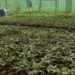 टिमुरका बिरुवा बेचेर वार्षिक दुई लाख रुपैयाँ आम्दानी