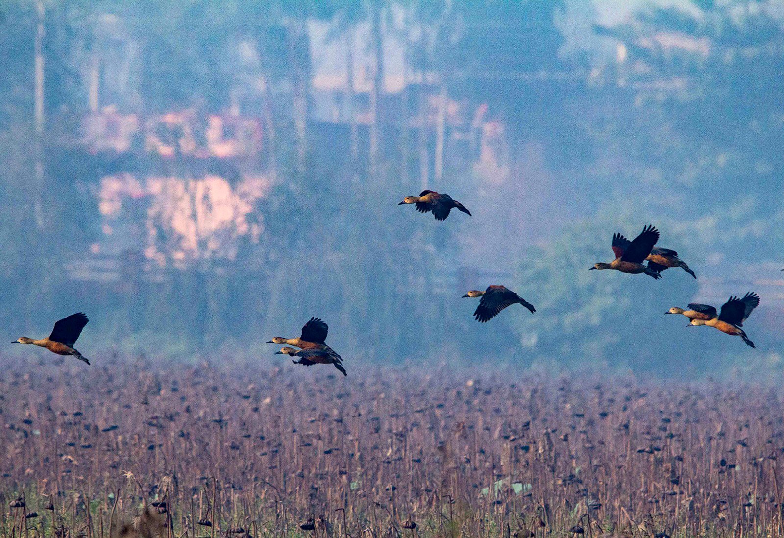 तालतलैयामा आगन्तुक चराको चहलपहल, जलपन्छी गणना सुरु