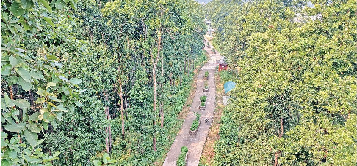 बाँकेको सामुदायिक वनमा लाहाखेती विस्तार