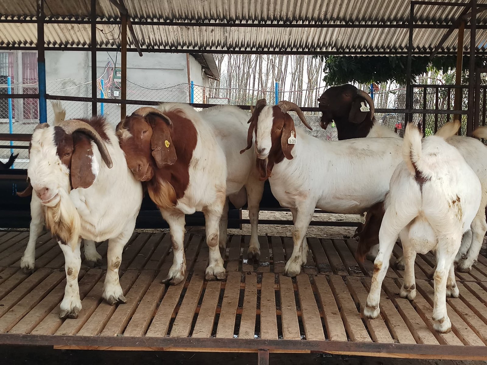 बोयर जातको बोकाको माग उच्च