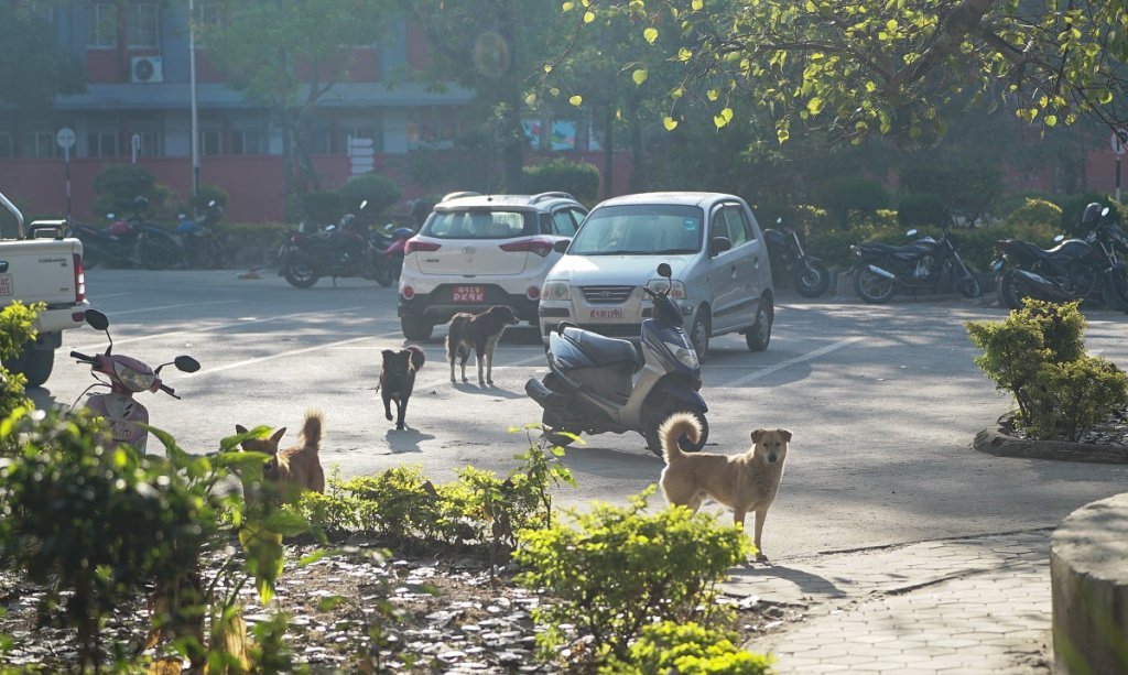 बेवारिसे कुकुरहरूकाे अड्डा बन्याे सिहंदरबार (फाेटाे फिचर)