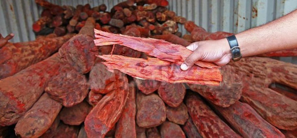 काठमाडौंमा चार क्विन्टल रक्तचन्दनसहित दुई जना पक्राउ