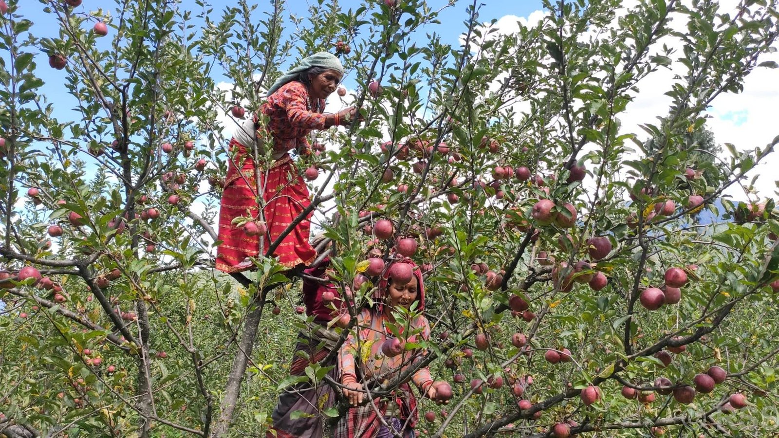 स्याउ बगैँचामै पुगेर बिरुवा काँटछाँट र किसानलाई सीप सिकाउँदै प्राविधिक