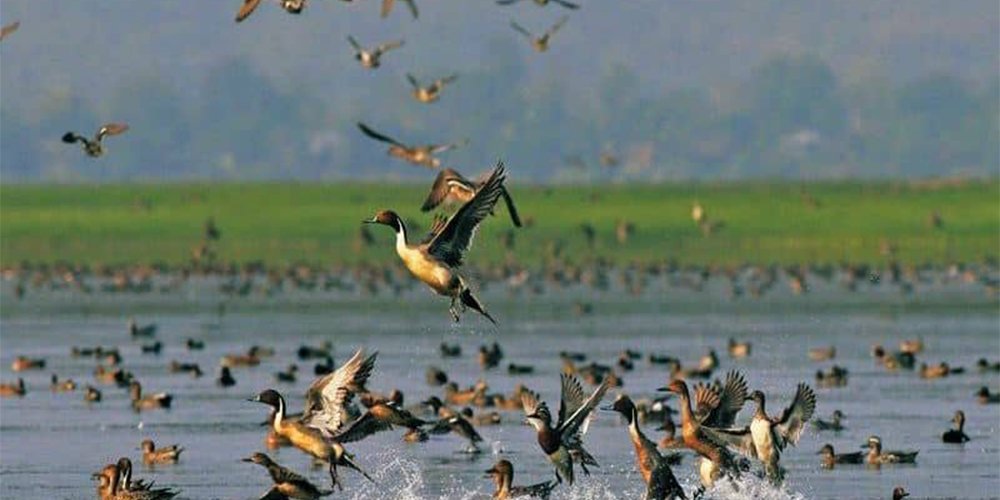 पूर्वी चितवनका सिमसारमा ५५ प्रजातिका चरा भेटिए