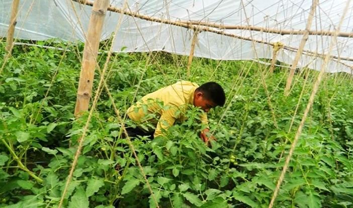 स्वदेशमा उद्यम गर्दै भविष्य बनाइरहेछन् केही पौरखी युवा