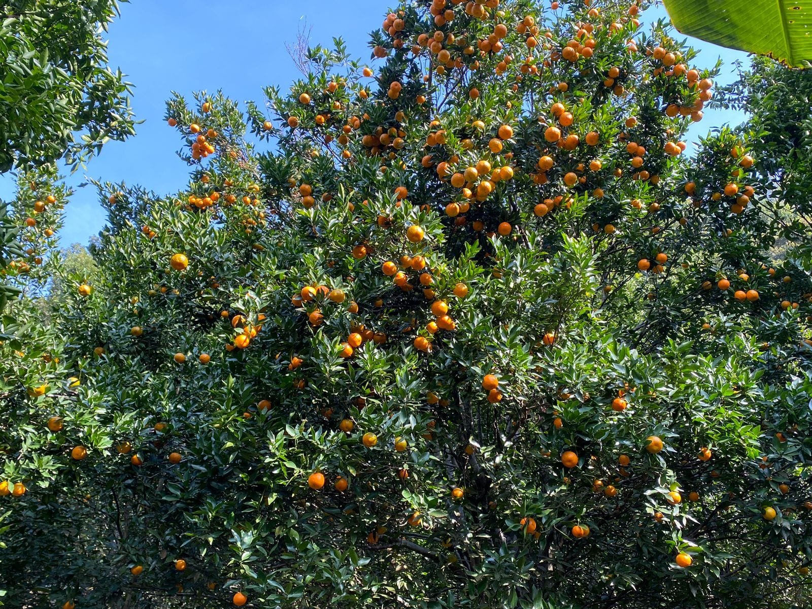 सुन्तलाले फेरिएको बाँसखर्कको पहिचान