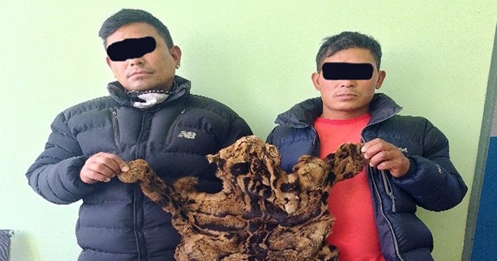 टोखाबाट चितुवाको छालासहित २ जना पक्राउ