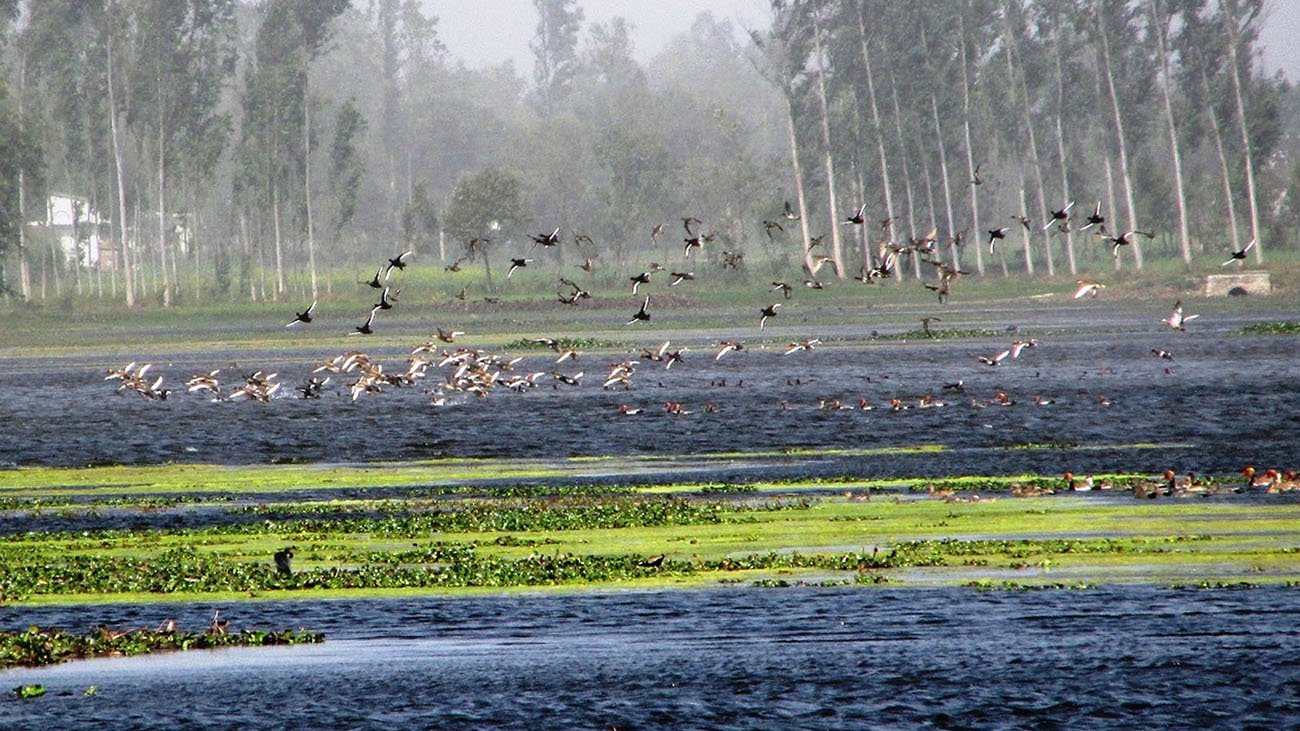 ताल तथा सिमसार क्षेत्रमा पाइने चराको अस्तित्व खतरामा