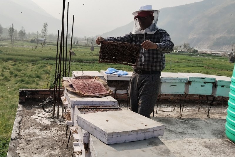 रामेछापमा फस्टाउँदै व्यावसायिक माहुरीपालन