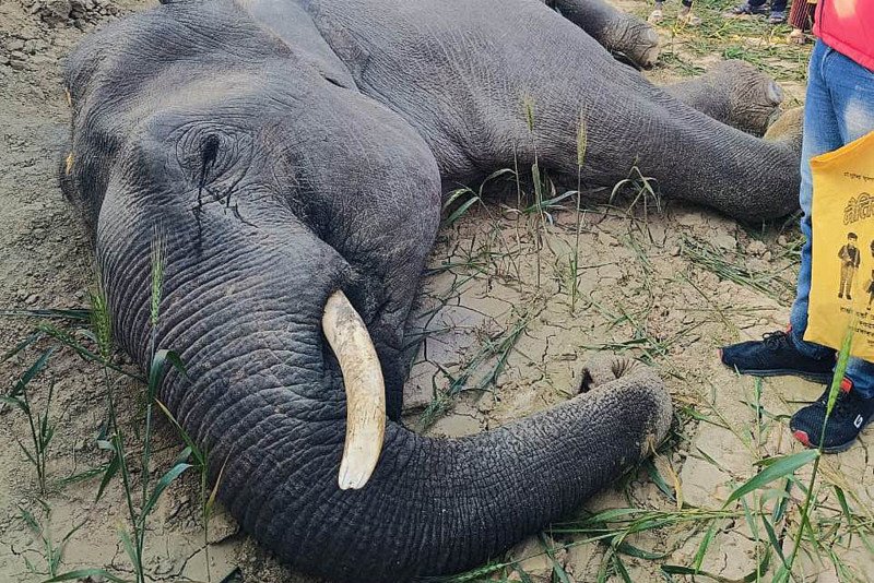 कञ्चनपुरमा जङ्गली हात्ती मृत फेला